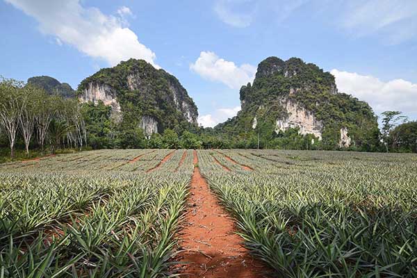 Beautiful 1 Rai Land Plots for Sale with Stunning Views - Ao Nang, Krabi