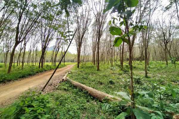 for sale - 128 Rai Rubber and Palm Land for Sale close to Crystal Lake - Nong Thaley, Krabi