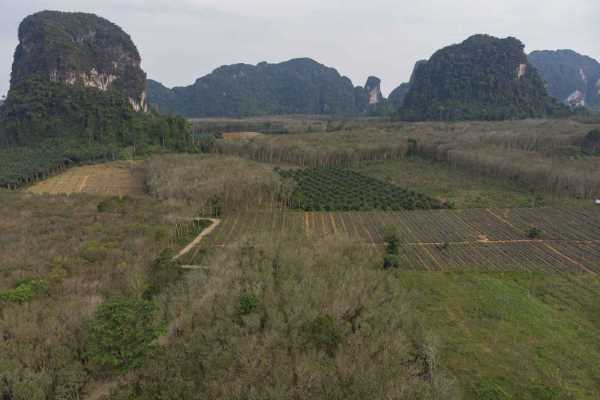 for sale - 8 Rai Land for Sale in Country Area Surrounded by Mountains - Nong Thaley, Krabi