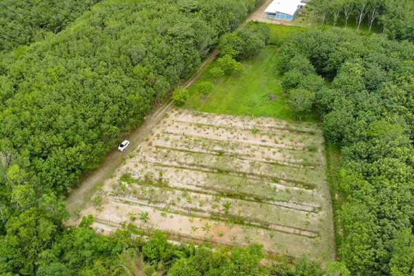 1 Rai Land for Sale in Secluded Spot away from Traffic - Sai Thai, Krabi