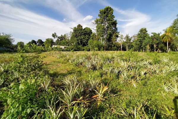 for sale - Over 2.5 Rai Land for Sale Close to Makro Krabi - Sai Thai, Krabi