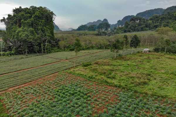 for sale - 1 Rai Land for Sale in Quiet and Scenic Area - Chong Pli, Krabi
