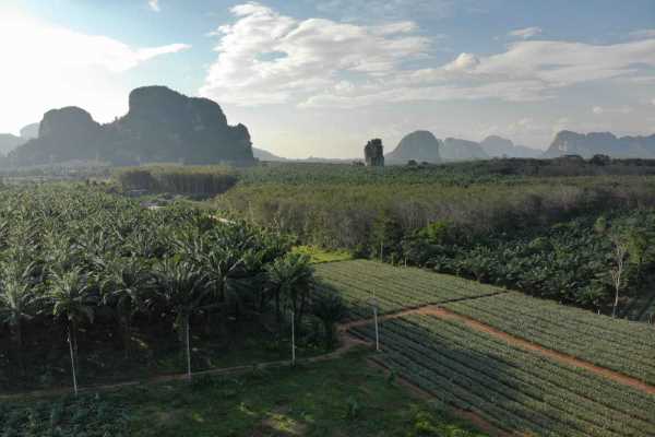 for sale - Just over 2 Rai Land for Sale in Picturesque Location - Chong Pli, Krabi