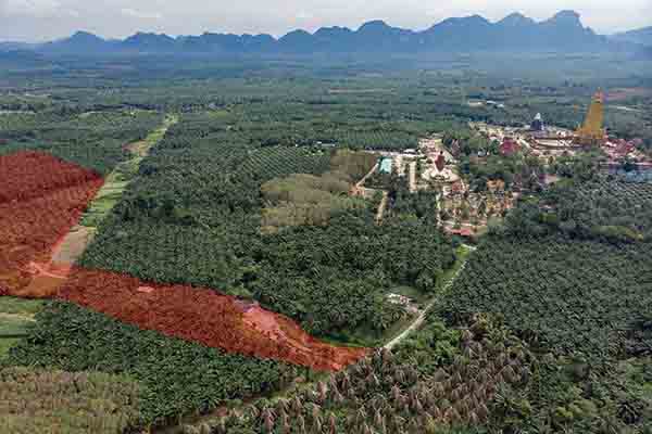 for sale - 17 Rai of Palm Plantation Land with 2 Houses, next to Temple - Ao Leuk, Krabi